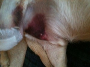 Bruised in the nether regions